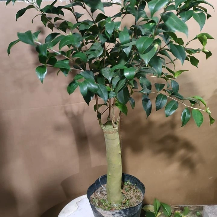 959酒中花，原盆原土发货，不包邮