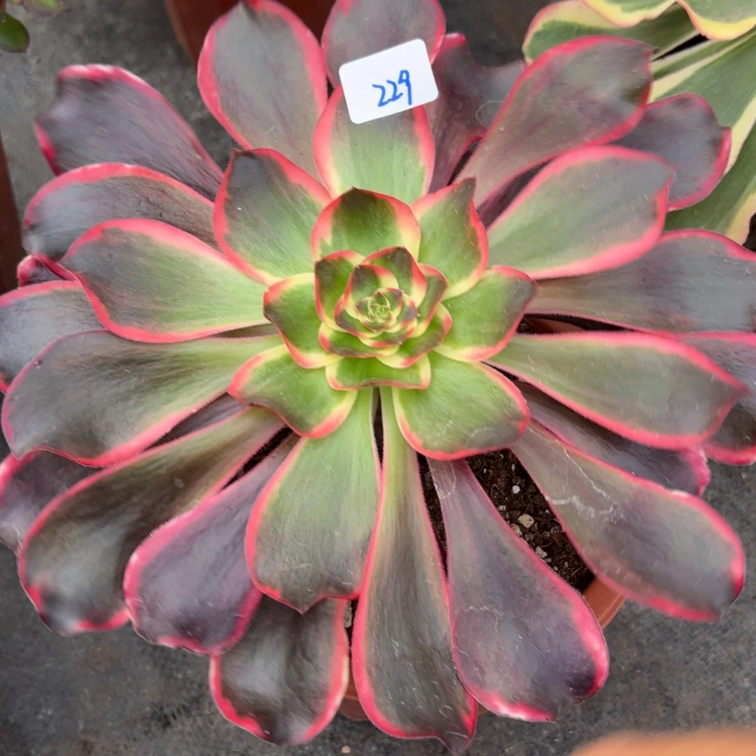 229红魔女多肉植物一样