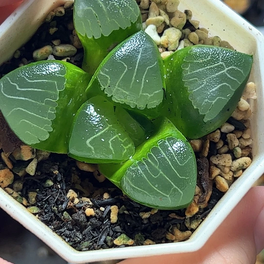 Jp克十二卷多肉植物