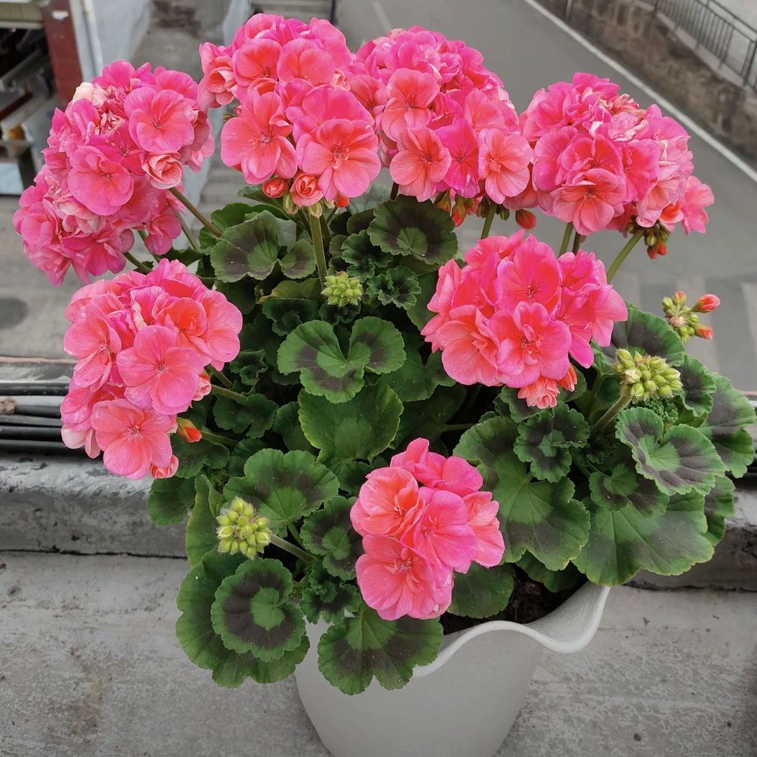西瓜红 大力水手 矮壮勤花天竺葵带花苞发货适合阳台庭院种植