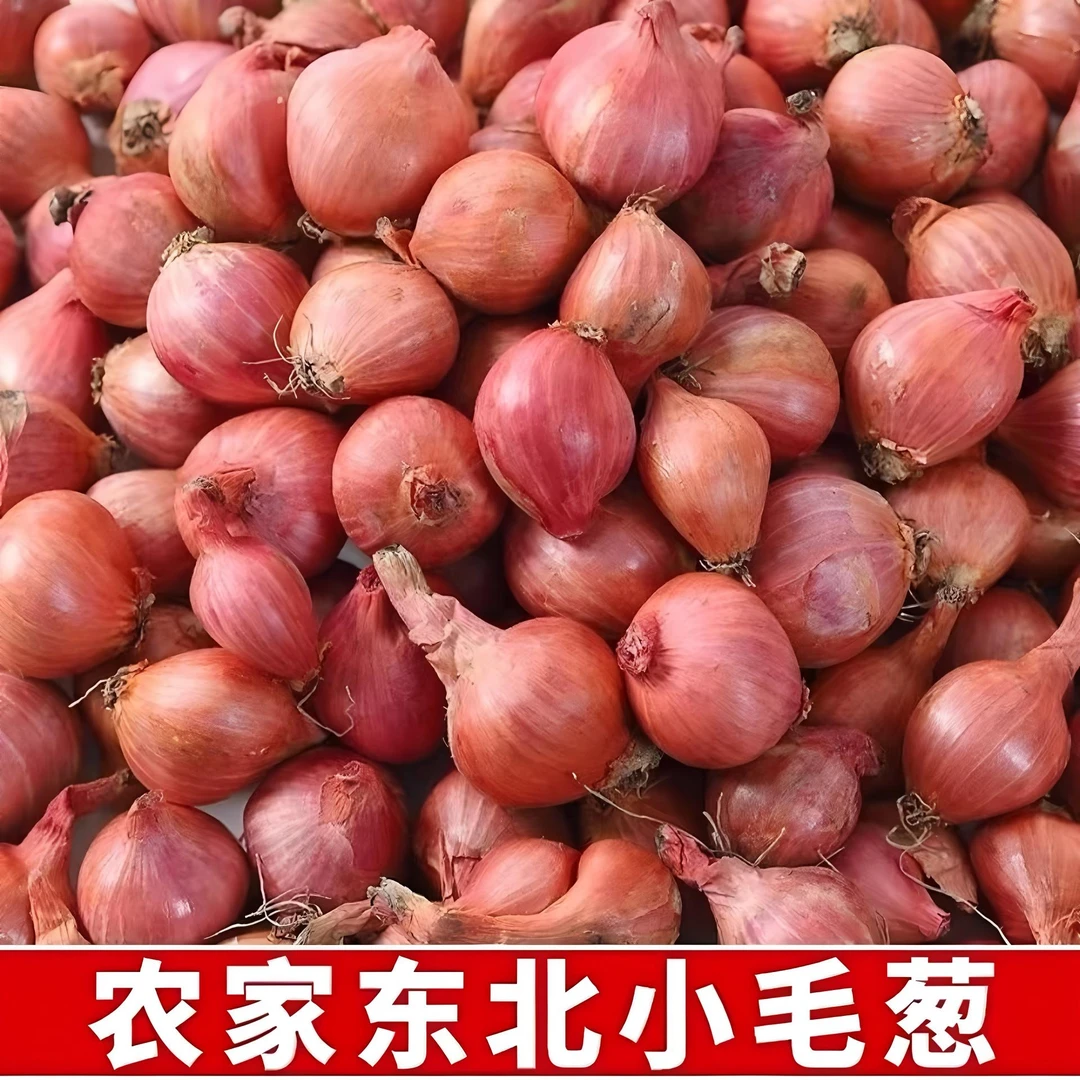 东北毛葱农家毛葱【SY】