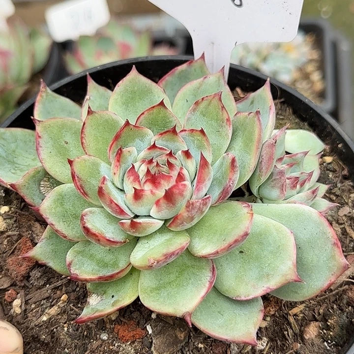 惊鸿一物一拍包装收缩花旱