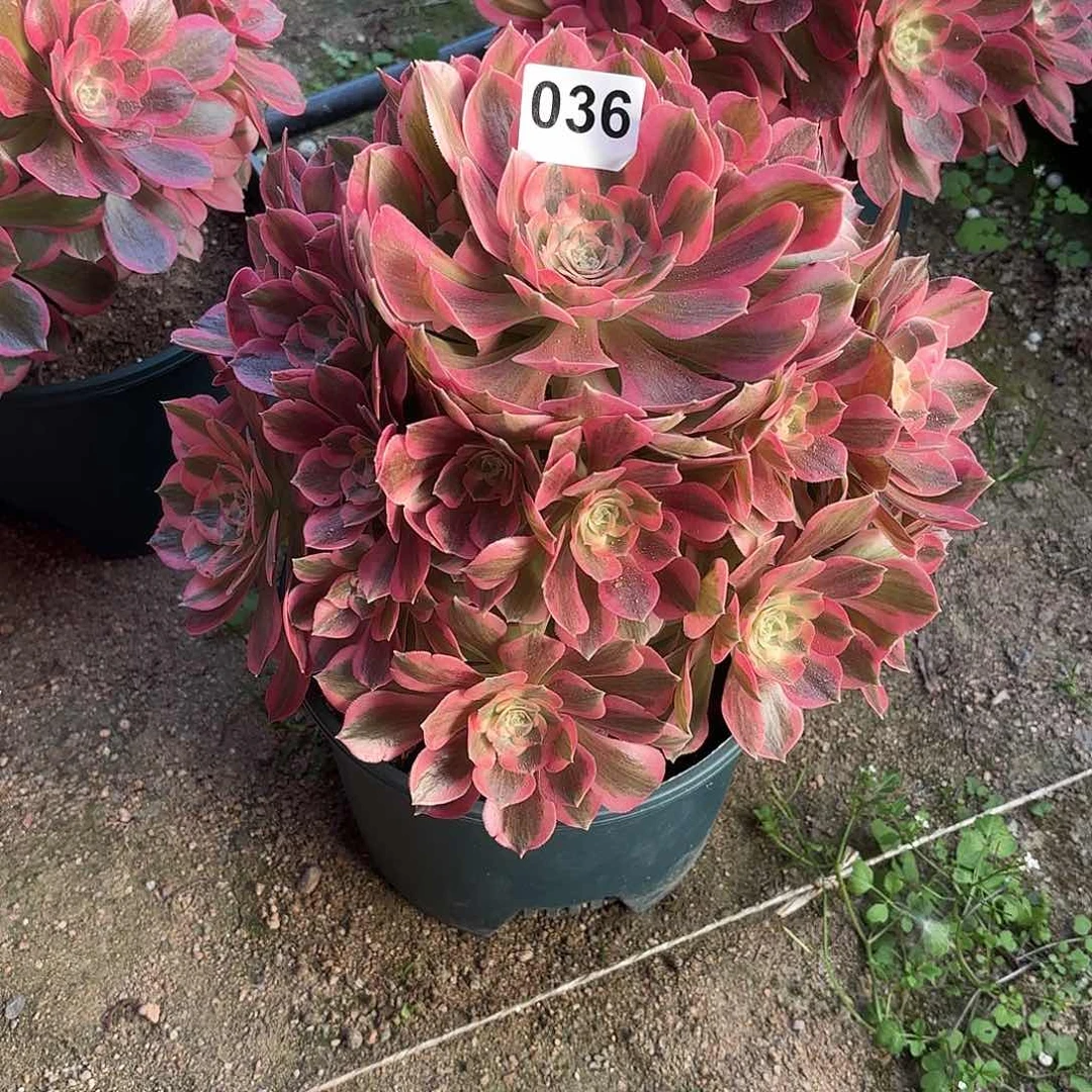 多肉法师粉女郎036