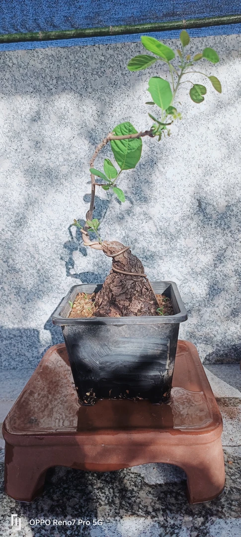 黄荆，黄栌盆栽，直播间（一物一拍）全场不包邮