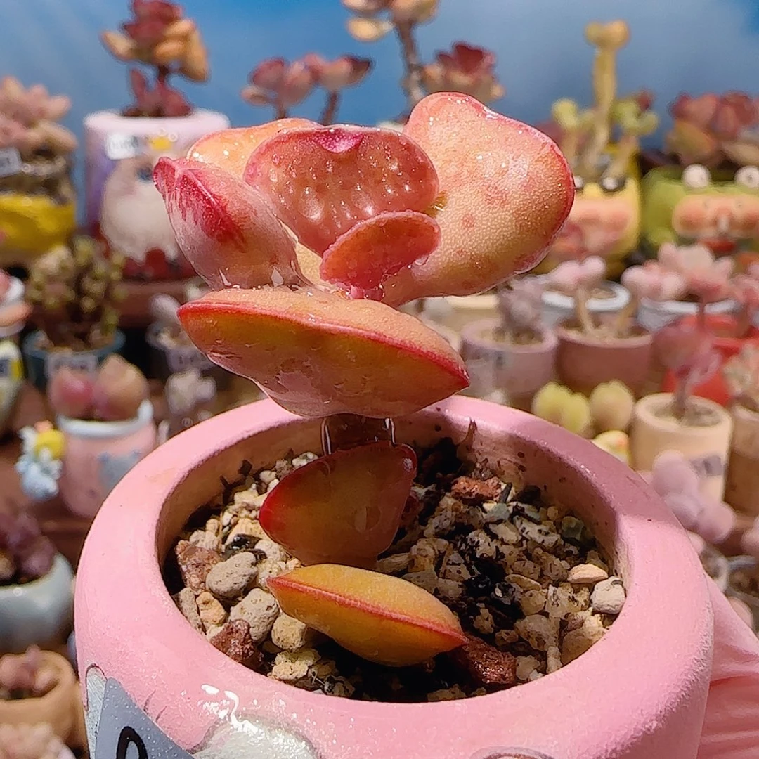 爱心水泡 盆口4cm