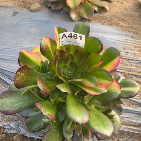 多肉植物韶修七彩