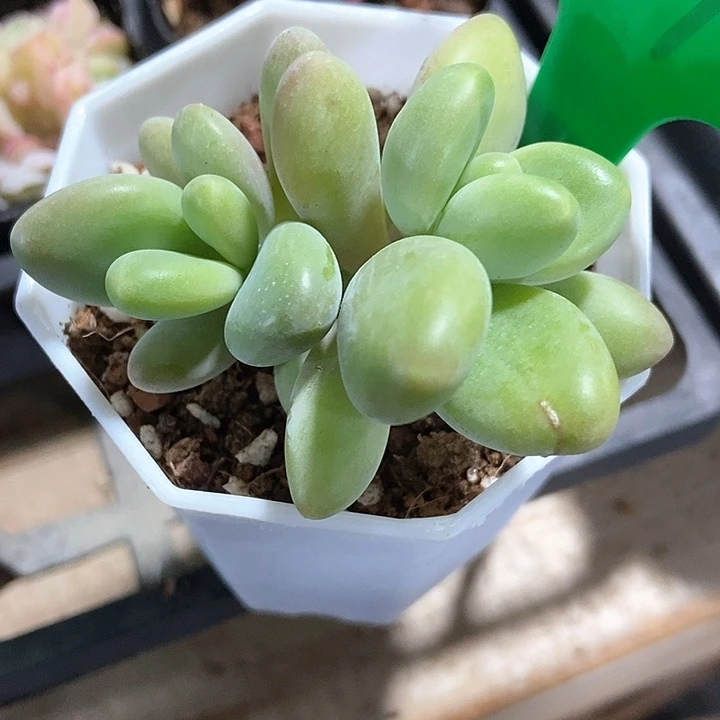 多肉植物芒果奶969