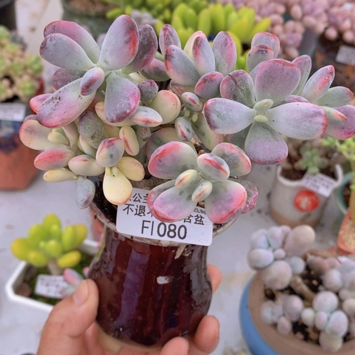 乒乓福娘锦有砍运输会掉叶12cm1080多肉