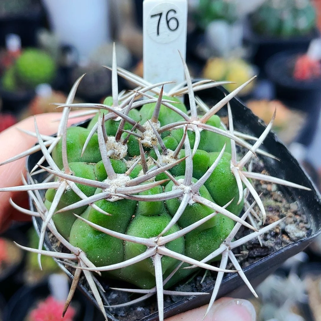 非偏远地区满25裸根发货仙人球