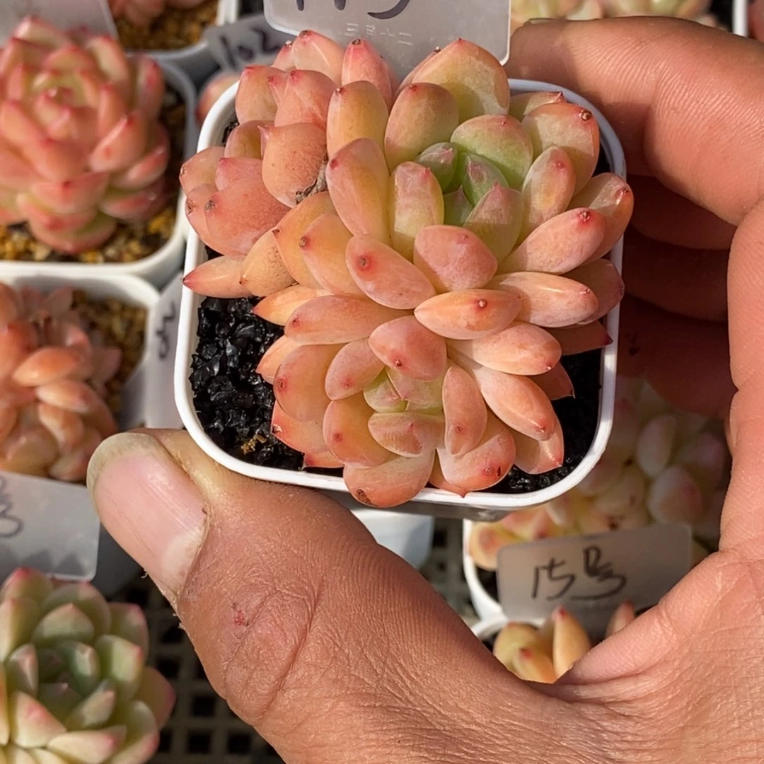 他刚才给百无禁忌