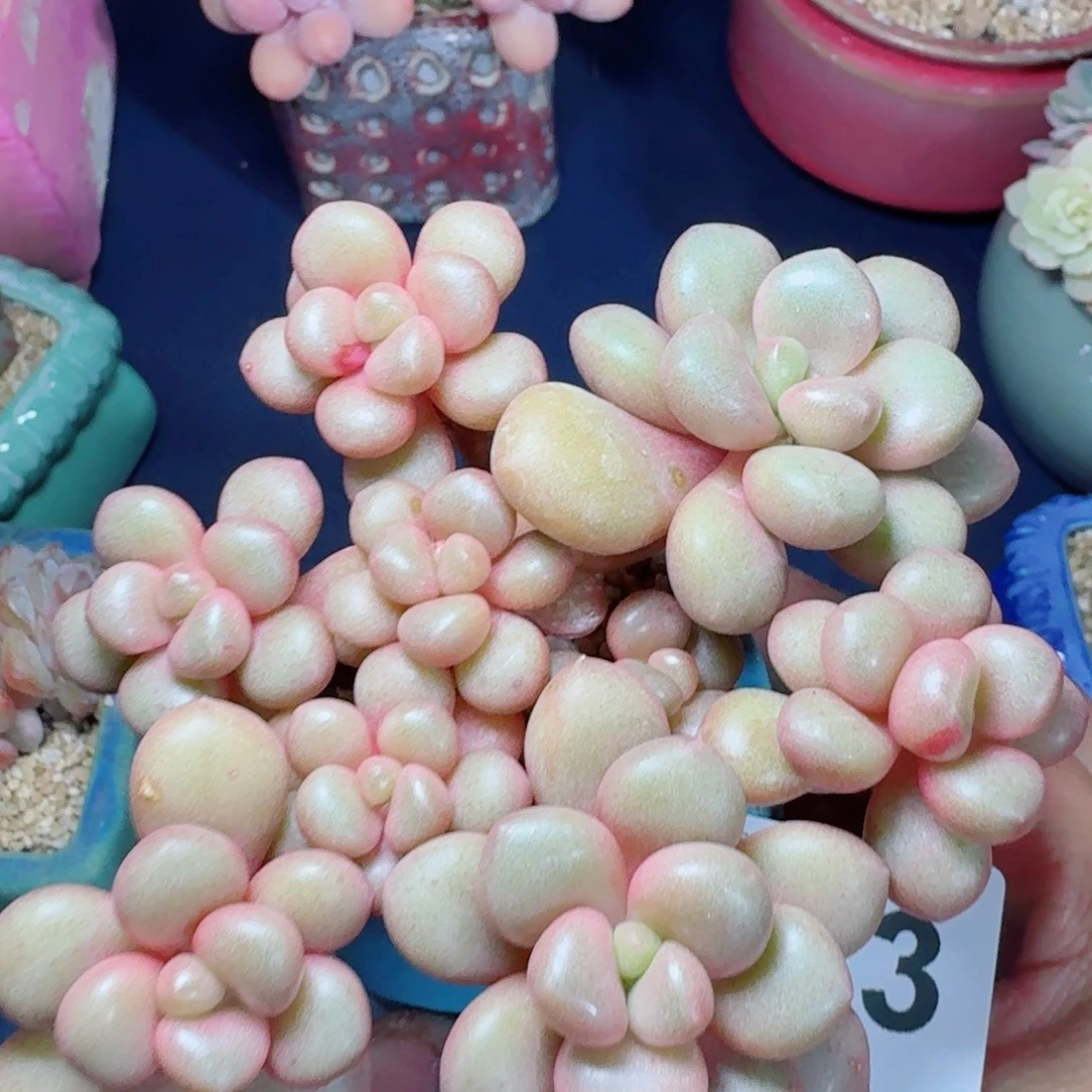 先锋派      愿你一路坦途，乘风破浪展宏图