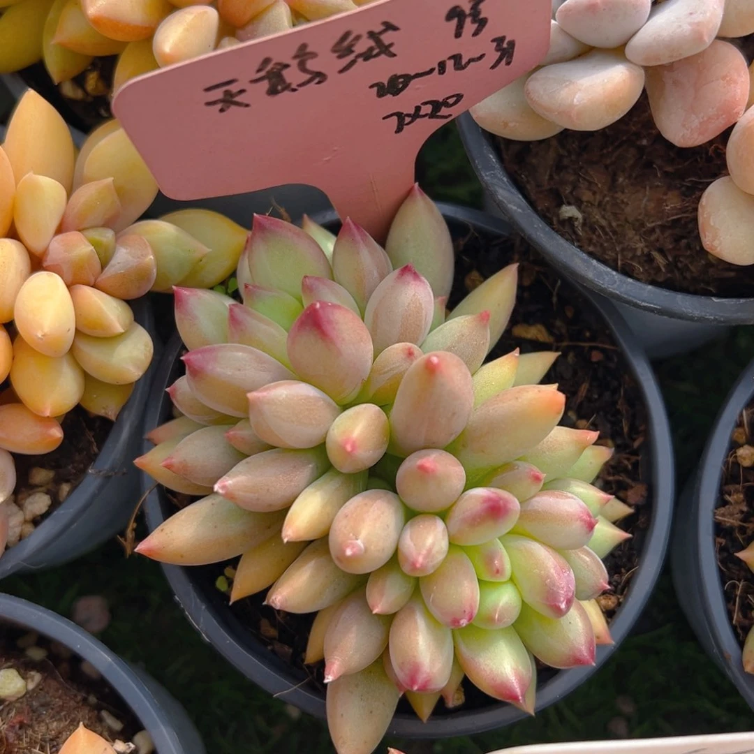 福利来啦来啦打脸的一