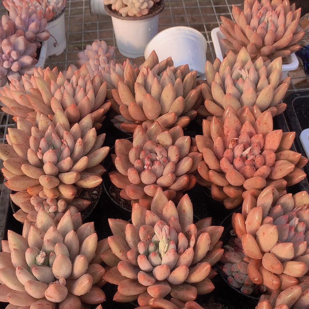 红蜻蜓捡漏245678890000