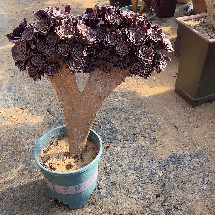 欧紫高度30厘米左右砍头朵朵