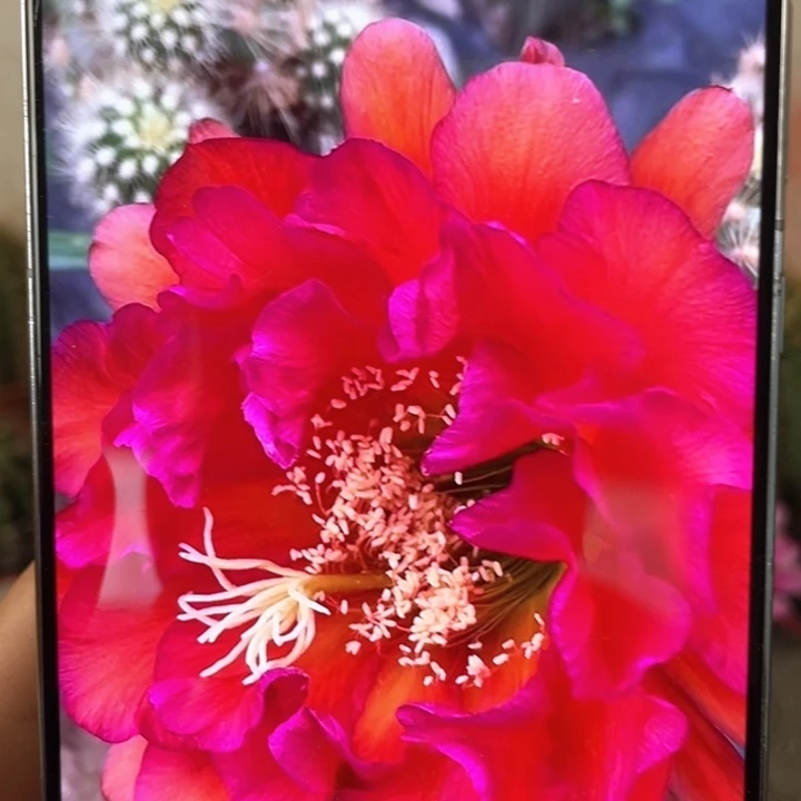 毛花柱捣蛋鬼6公分左右满18包邮