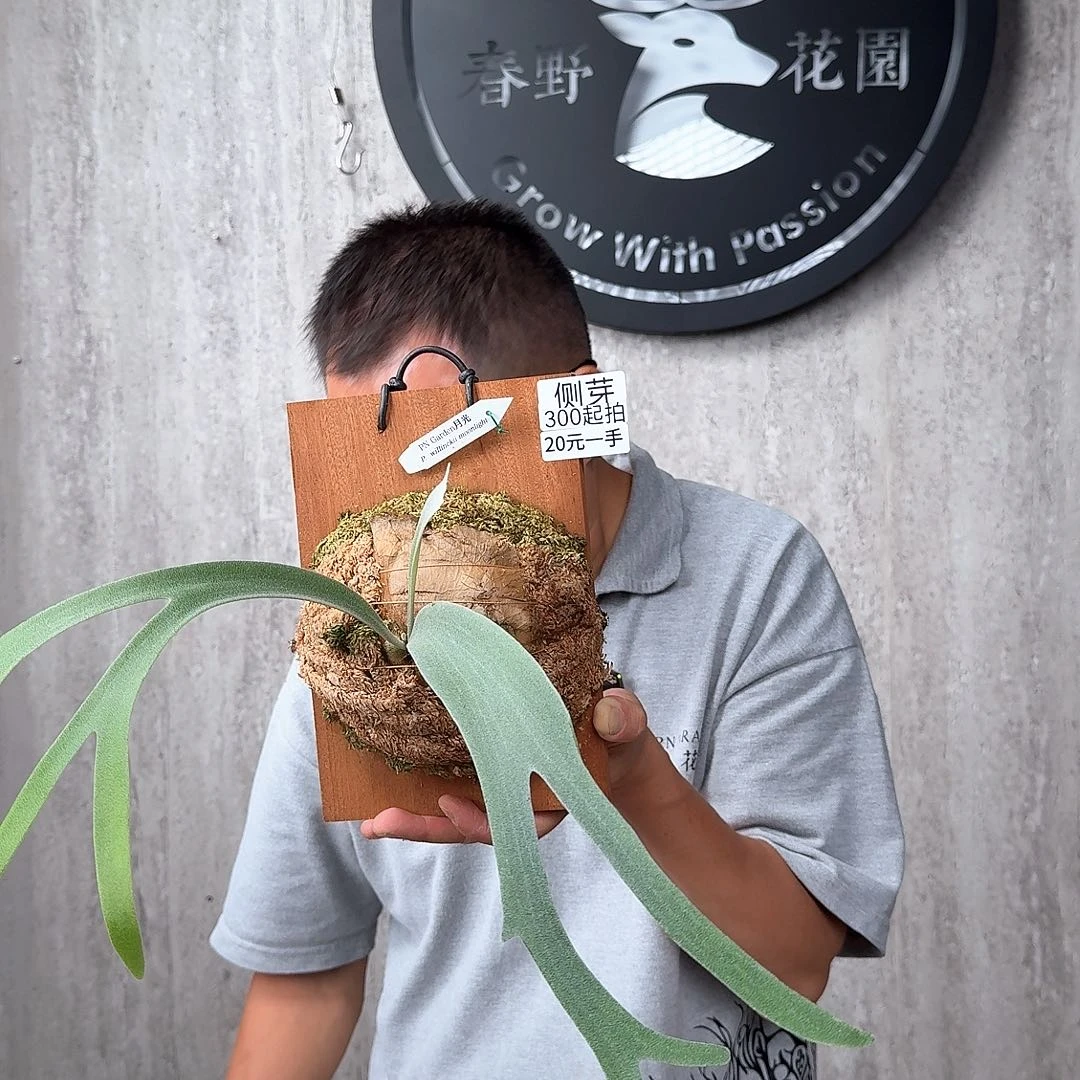 完全开放绿植绿植绿植