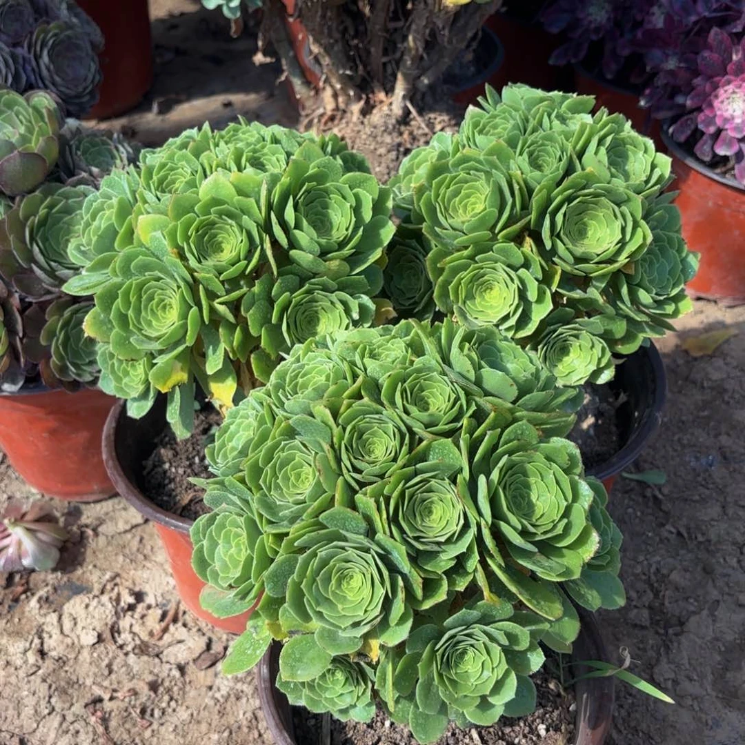 绿玫瑰绣球9.9法师多肉嫩