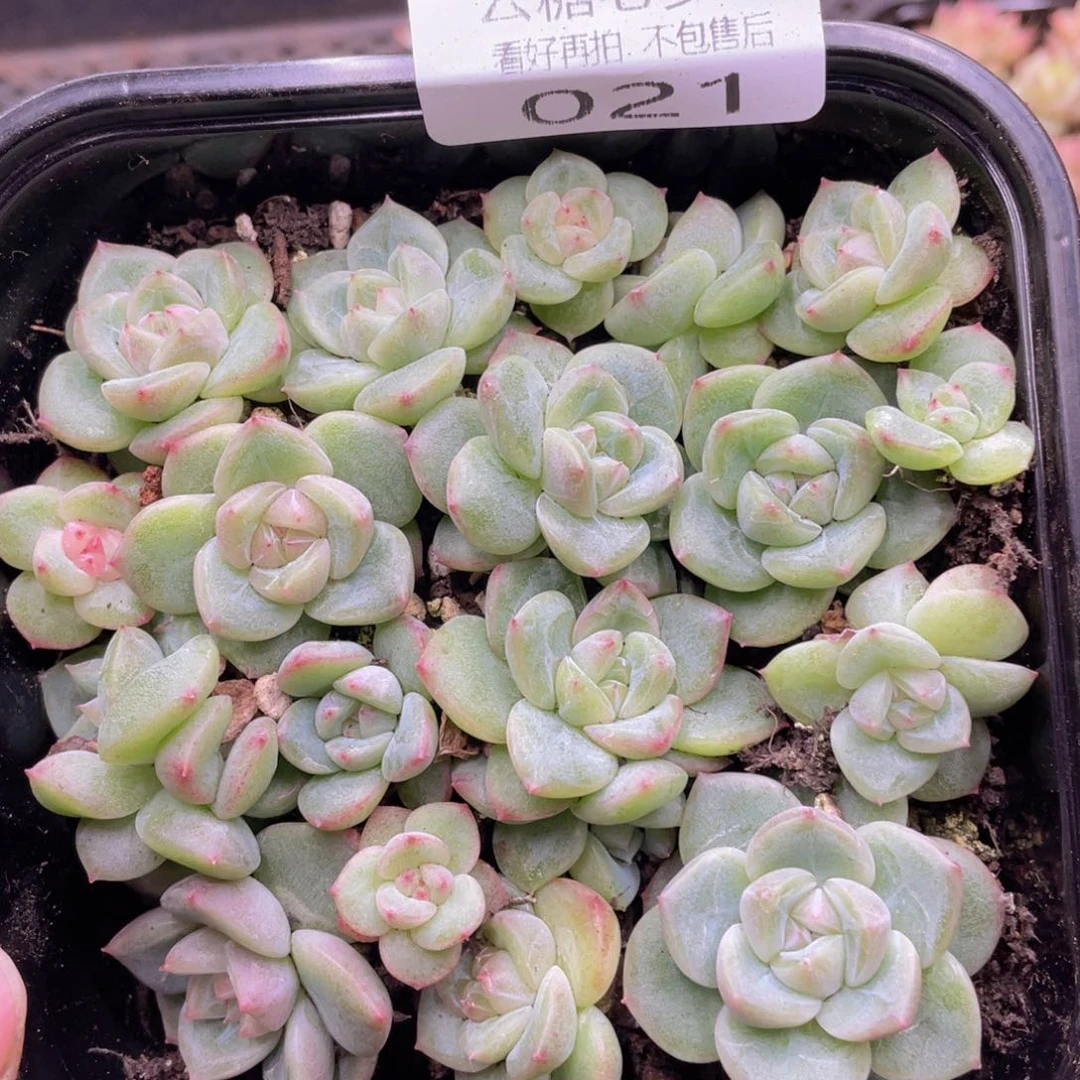 云糖心多肉植物21
