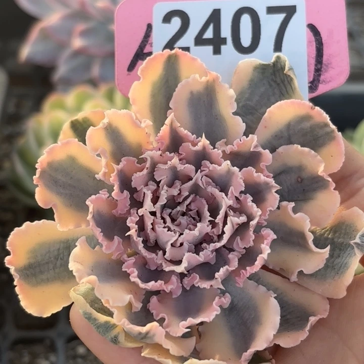 晚霞之舞锦多肉植物