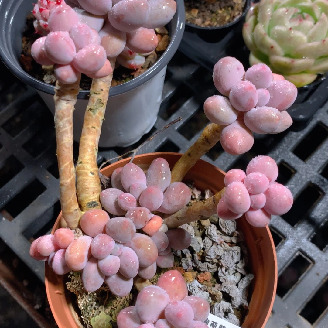 5CM拇指盆精控多肉ZO608