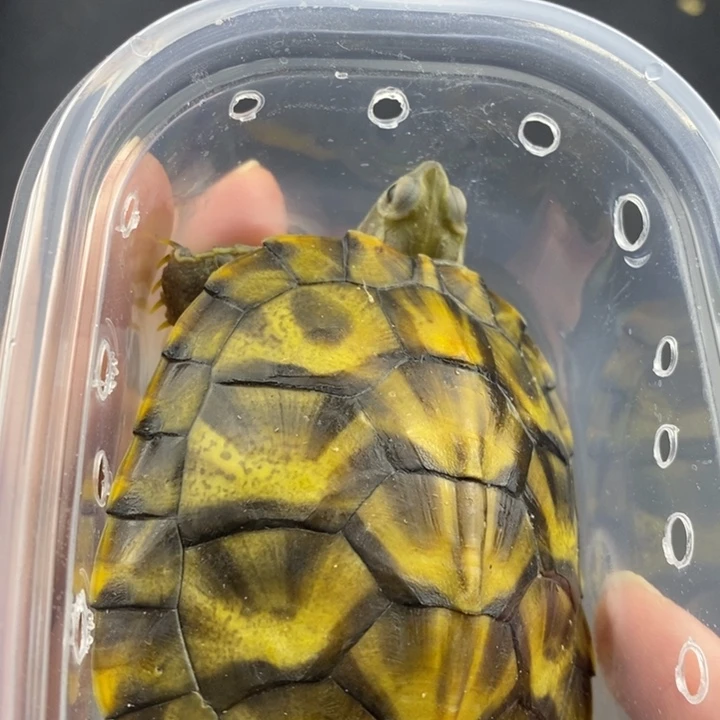 巴西彩龟母666666