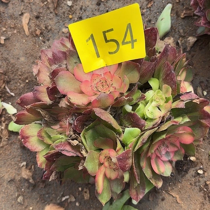 多肉植物福利154