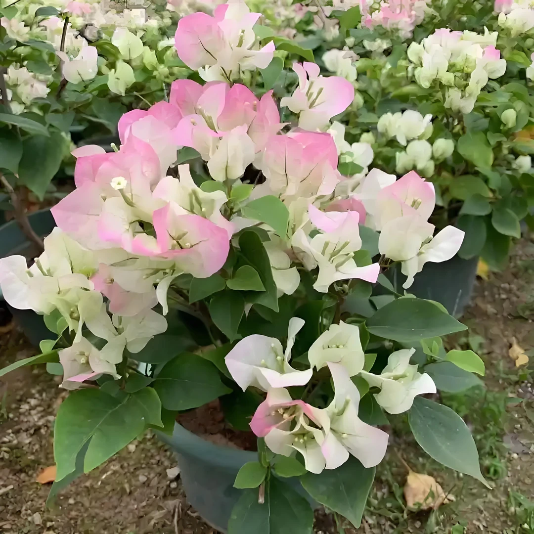 *绿樱*三角梅（包对版批发kaws）