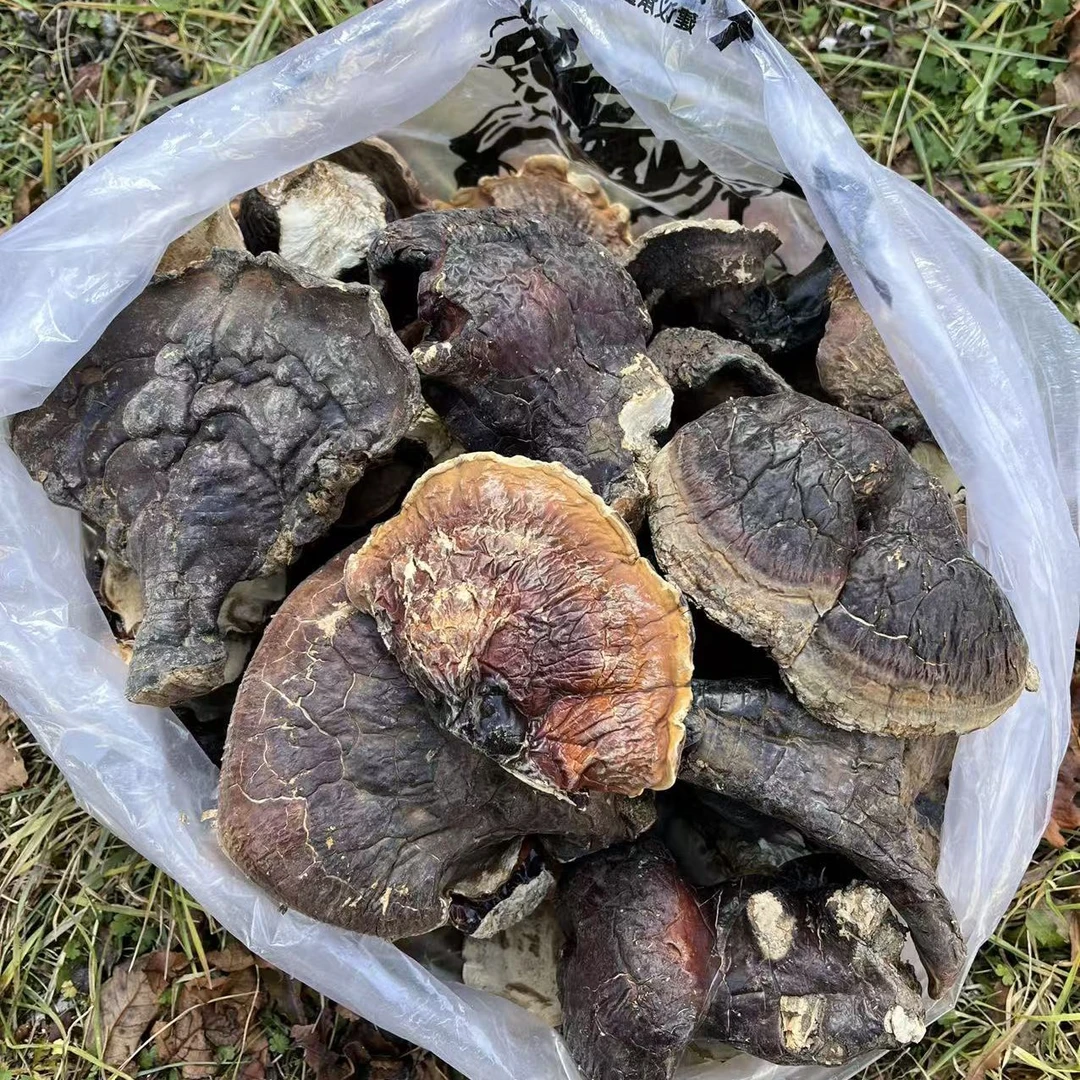 ［西藏收货］西藏波密野生松杉灵芝 （大号切片）