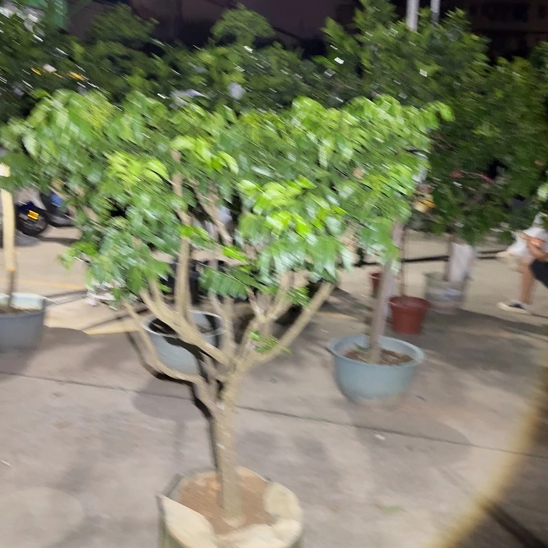博***万完全开放果树33333333333