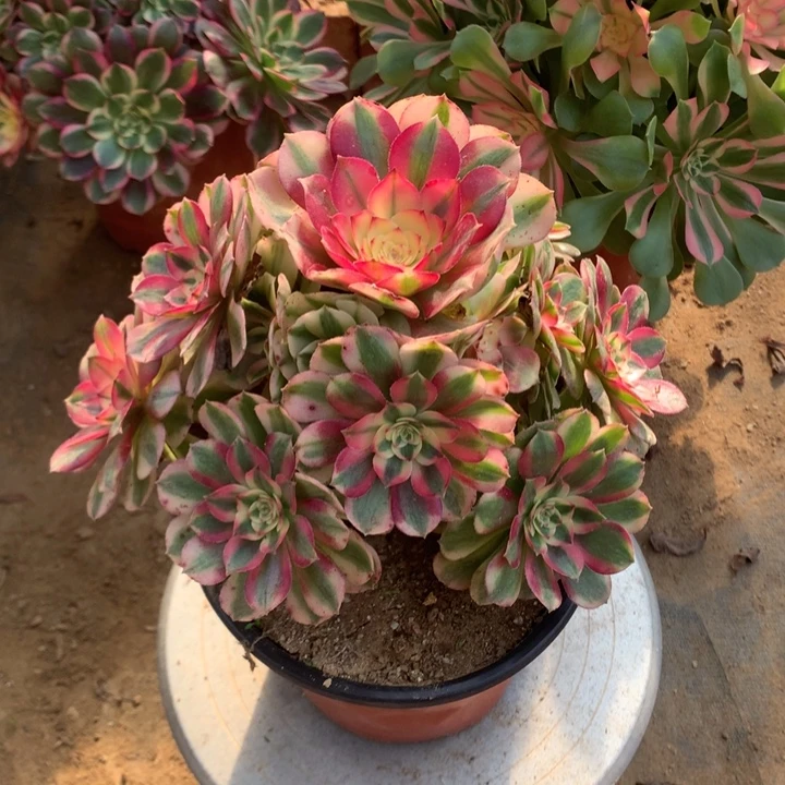 荔枝手捧-001多肉植物