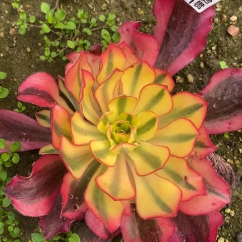 785魅影满25包邮多肉