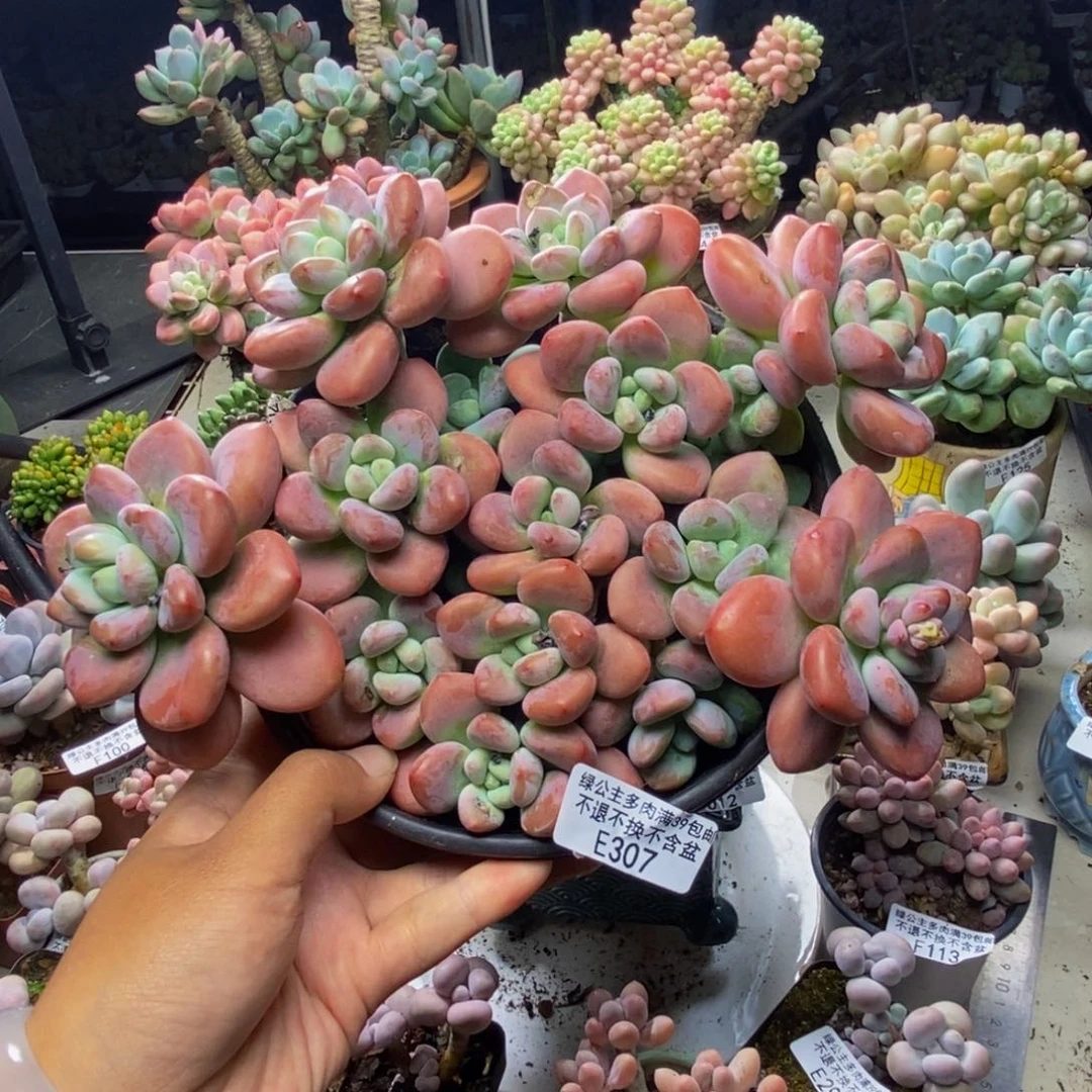 307樱花洛神多肉20c m