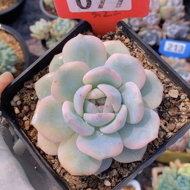 077号星影副轮锦一颗