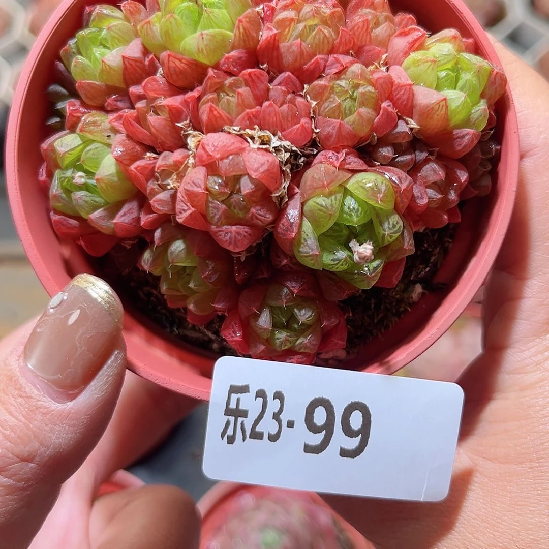 乐23-99 草玉露群