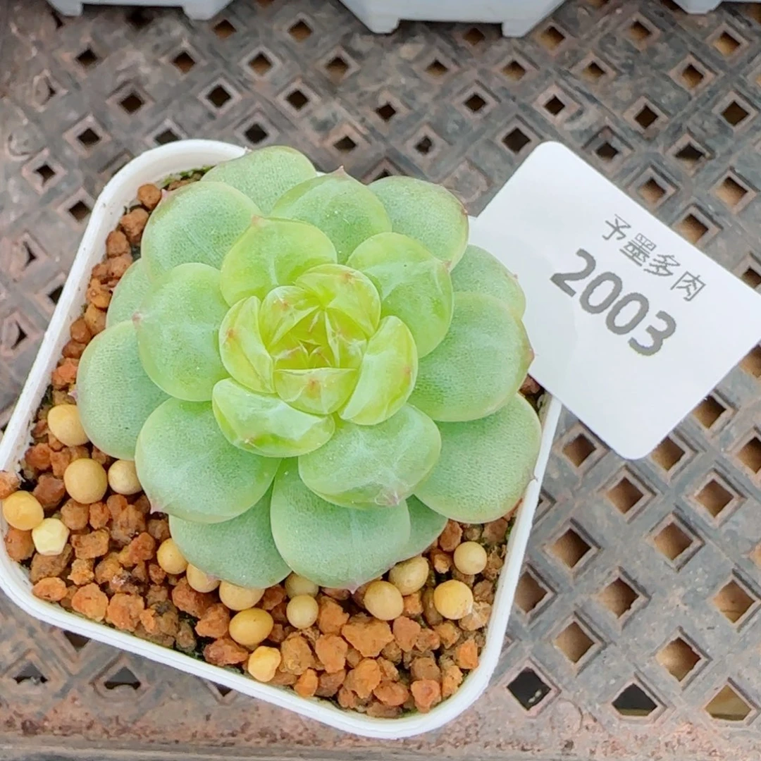 一见倾心，2003多肉植物