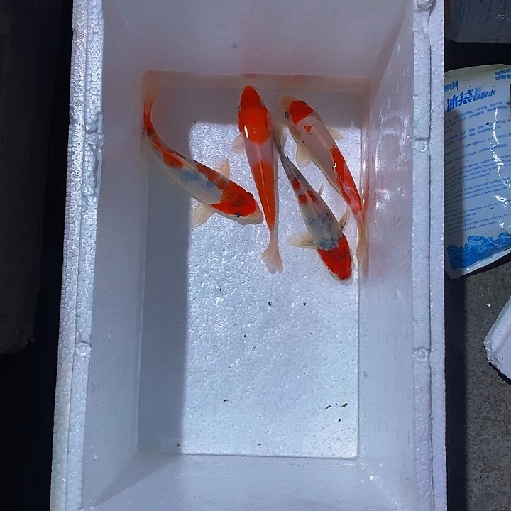 *****锦鲤锦鲤活鱼开箱包活