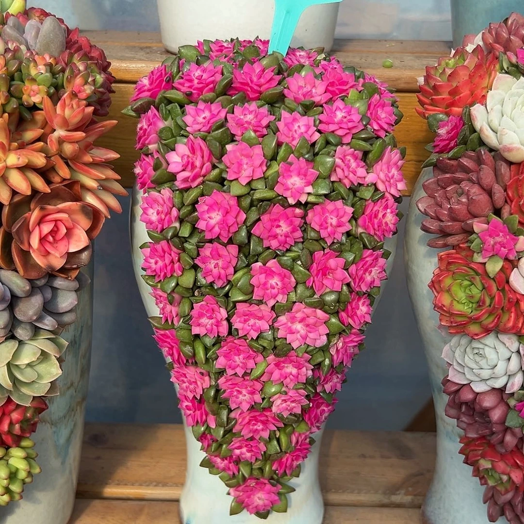 紫气东来多肉组合花园50