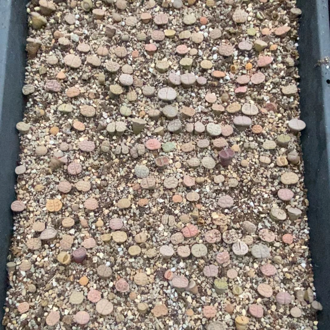 4485 一筐荒脱土发货