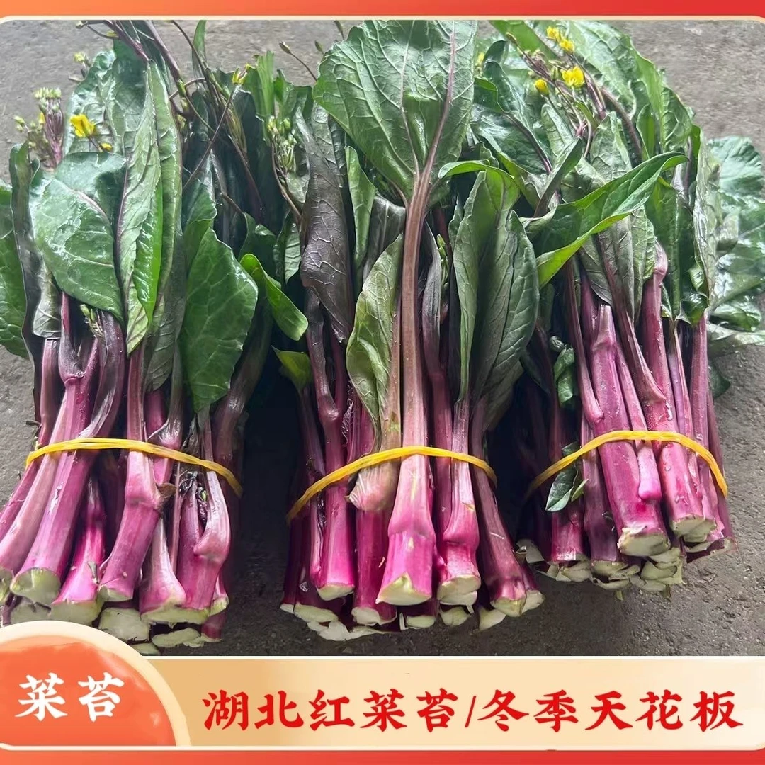 湖北当季紫菜苔新鲜红菜苔正品洪山菜苔农家自种农家蔬菜时令蔬菜