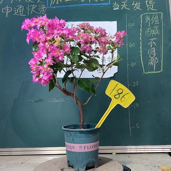 当前无花栽培后可以开花