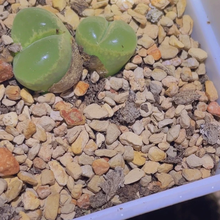 5555855865854557857885