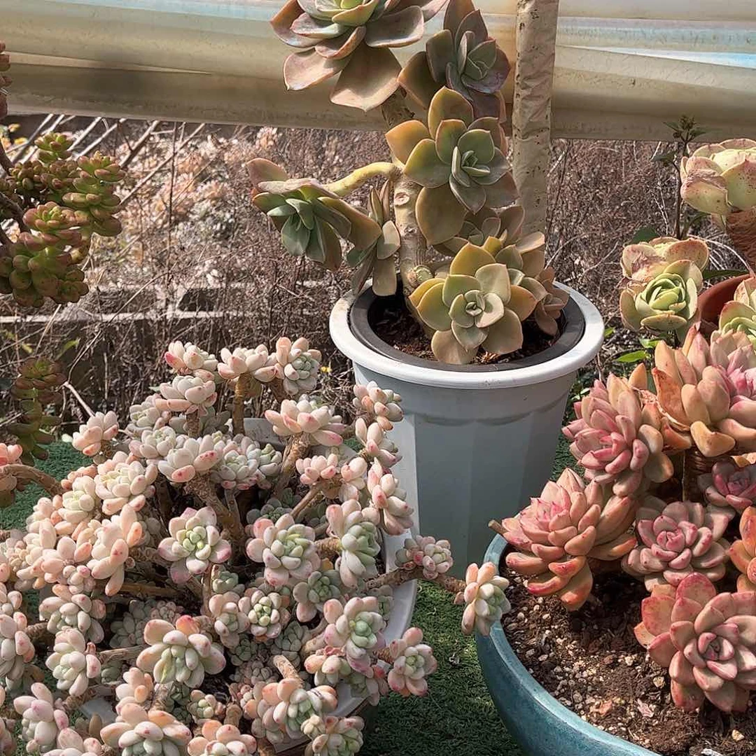 我**六赫氏多肉植物18