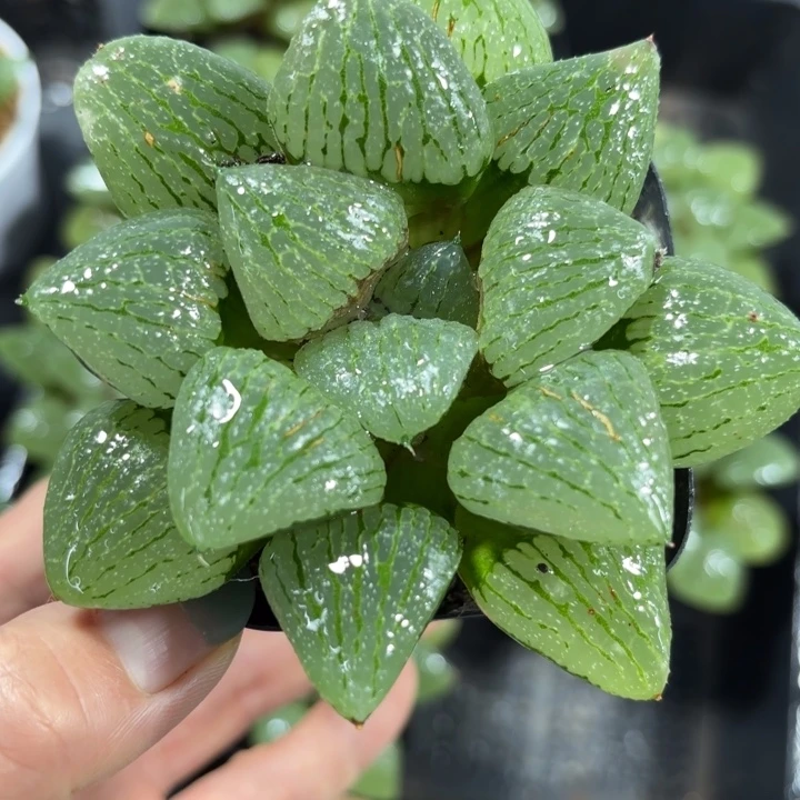 母本青指姬多肉植物