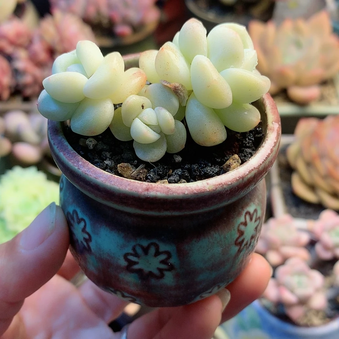 【闪购商品】鸩*鸩羽带盆