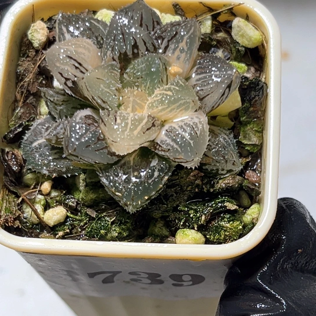 恭喜发财大吉大利3739