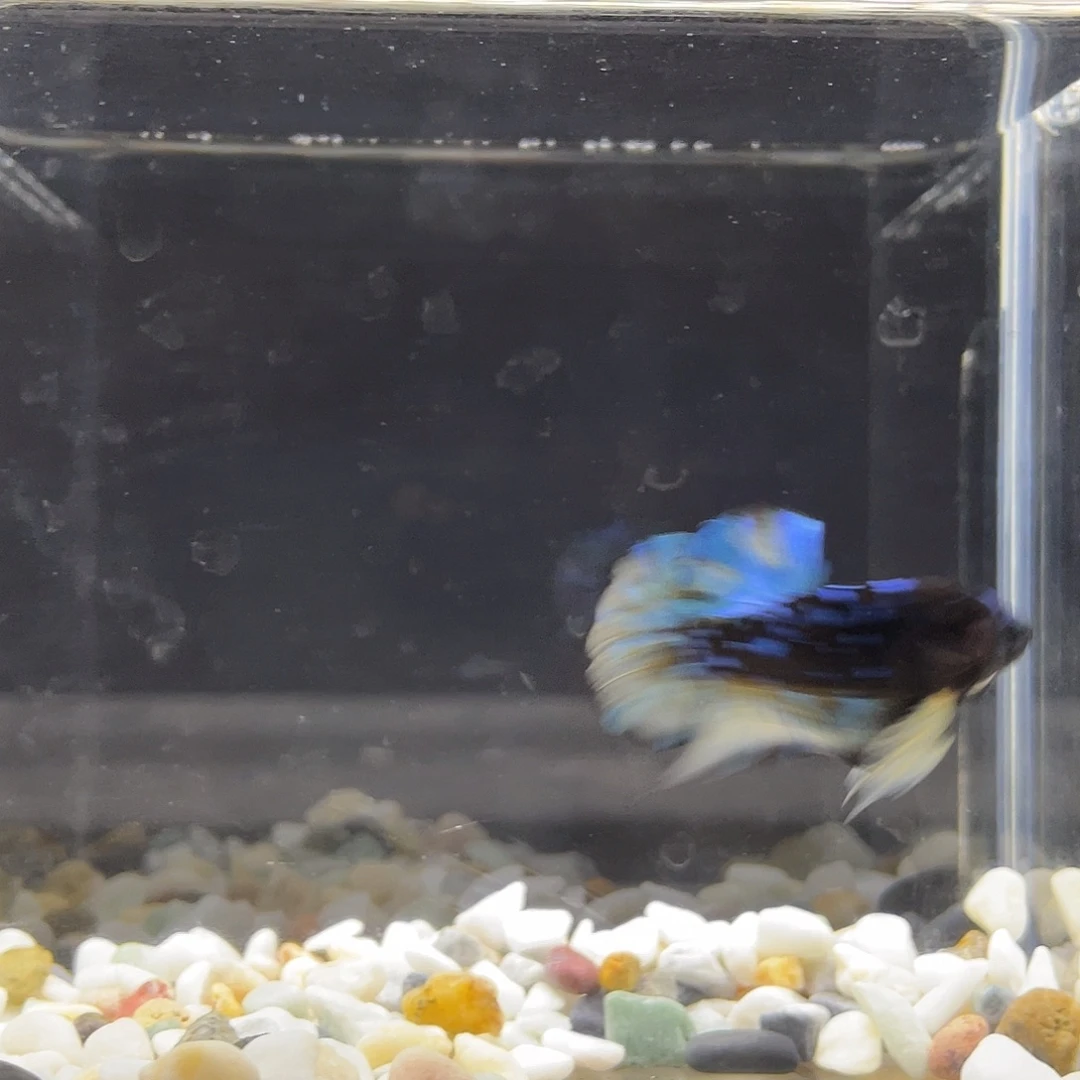 斗鱼星宸9月11日6号
