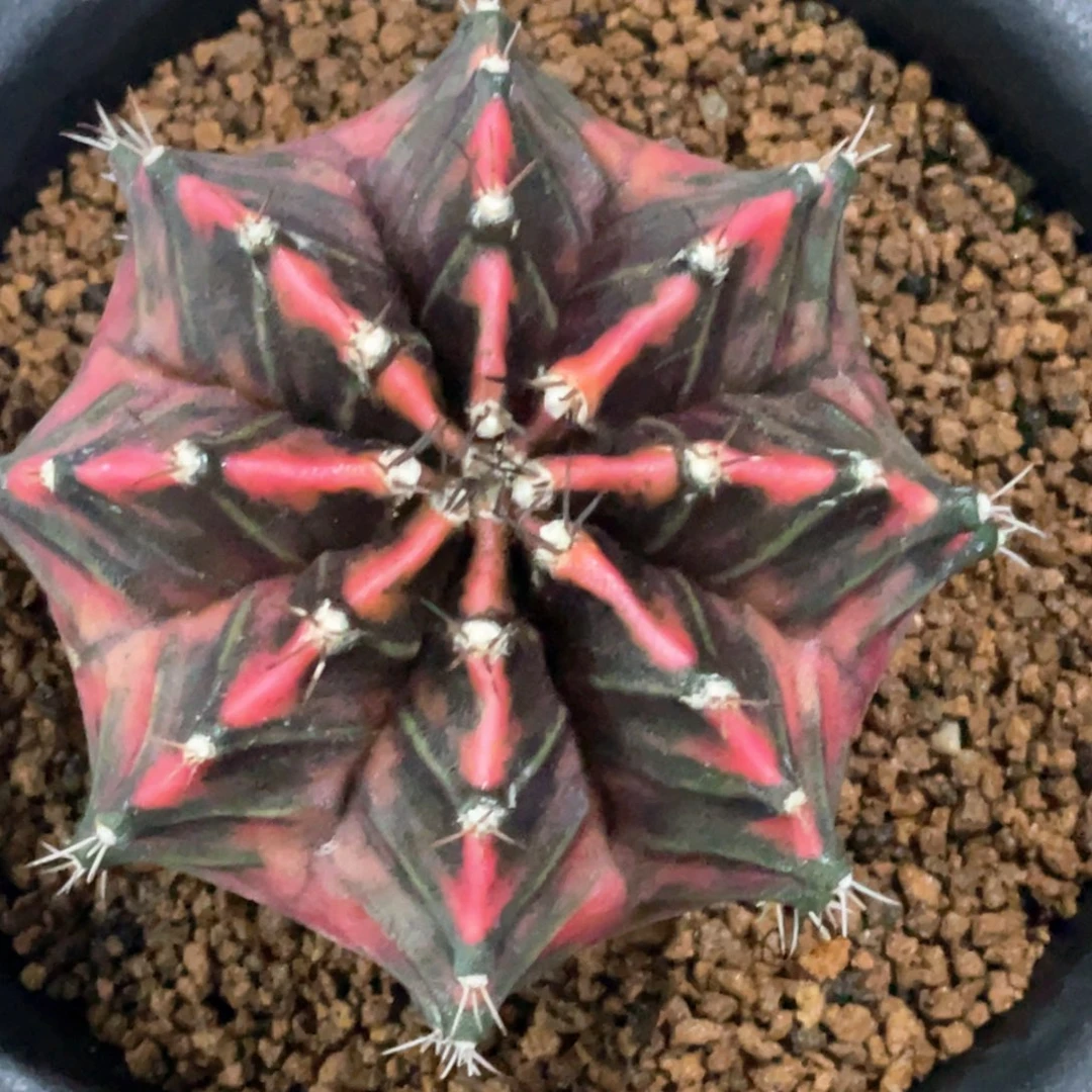 当前无花朵，栽培后可花朵黑红米哈锦