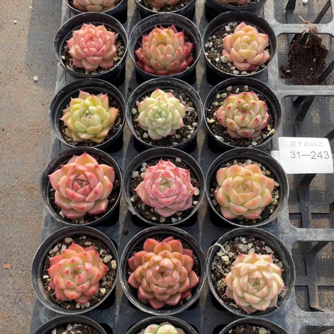 @*一物一拍18棵31-243