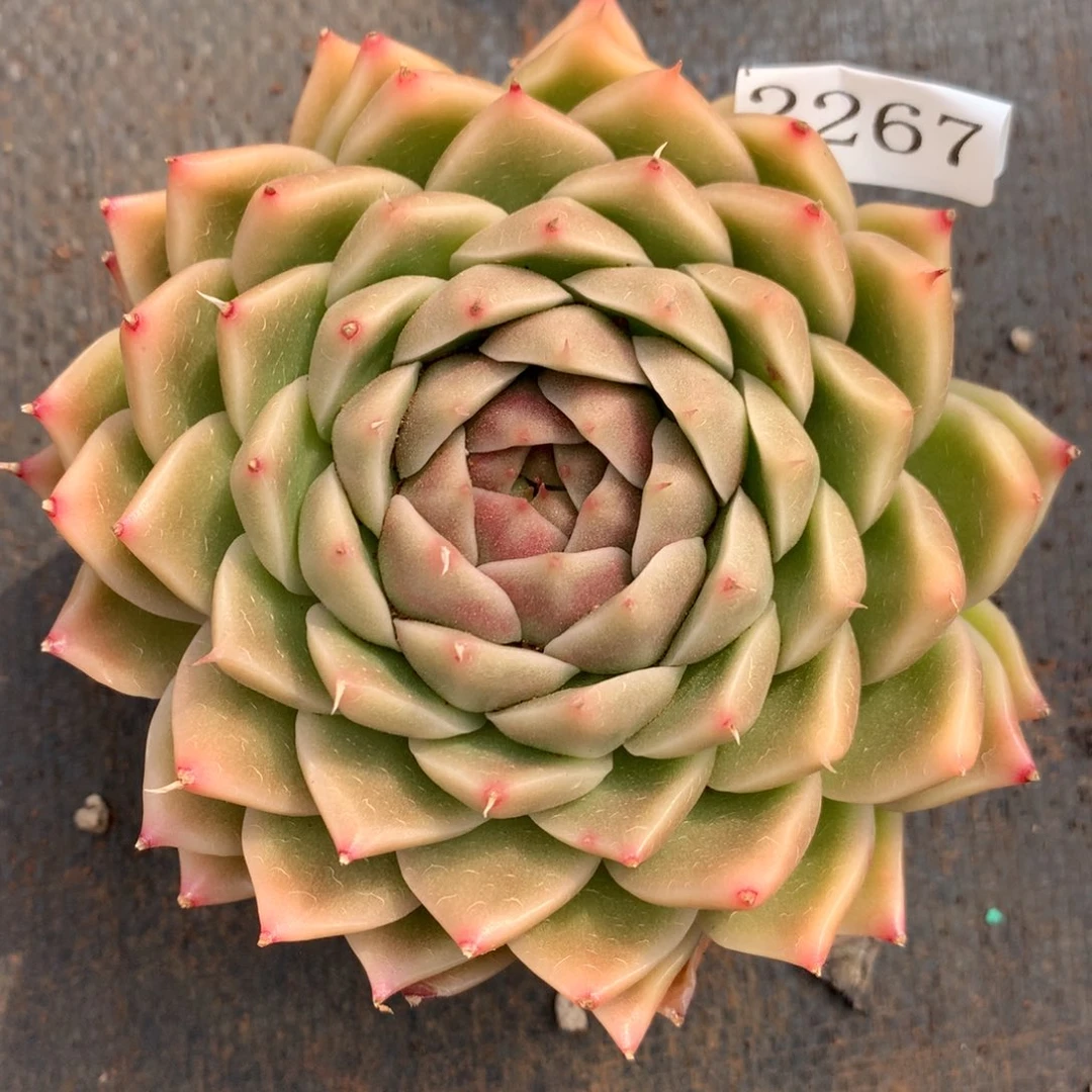 2267杂交精品基地11冠