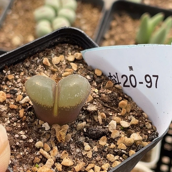 20-97混合编号风铃肉锥多肉植物